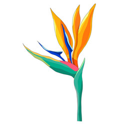 Strelitzia Flower Is Bright In Color