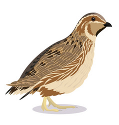 Common Quail Bird