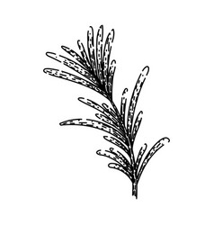 Herb Rosemary Sketch Hand Drawn