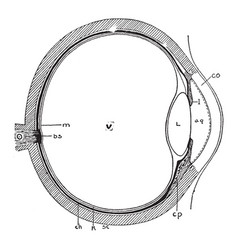 Eye Cross Section Vintage