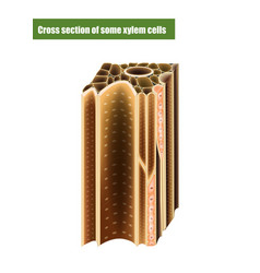 Cross Section Some Xylem Cells