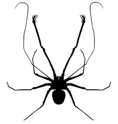 Whip Spider