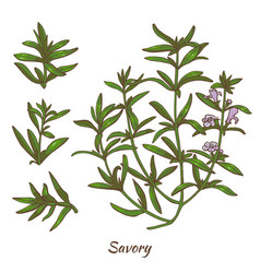 Color Savory Plant And Leaves In Hand Drawn Style