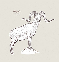 Argali Or Mountain Sheep Species Ovis