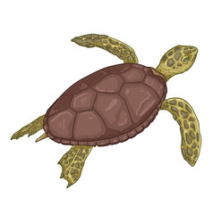 Cartoon Sea Turtle Eretmochelys Imbricata