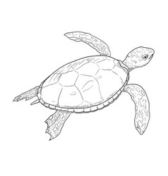 Sketch Sea Turtle Eretmochelys Imbricata