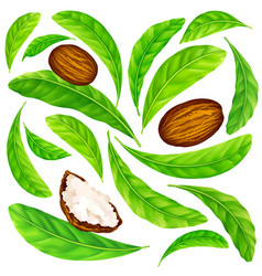 Shea Nuts With Leaves In Pattern