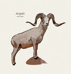 Argali Or Mountain Sheep Species Ovis