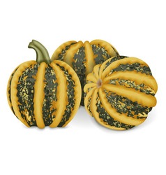 Group Of American Tonda Pumpkin