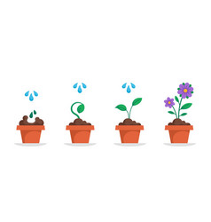 Potted Flower Growth Cycle