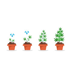 Growth Stages Of Cannabis In Pot