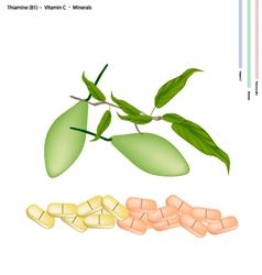 Terminalia Chebula With Vitamin C B1 And Minerals