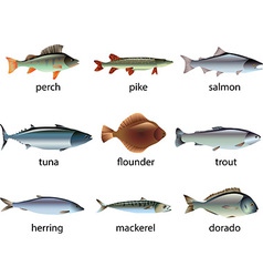 Trout fishing Royalty Free Vector Image - VectorStock