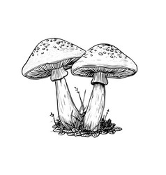 Fly Agaric Mushroom Hand Drawn Sketch Engraving