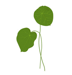 Gotu Kola Stock Centella Asia