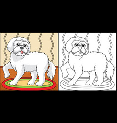 Maltese Dog Coloring Page Colored