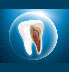 Tooth Anatomy In Protective Bubble