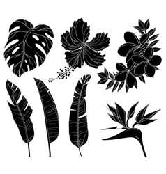 Summer Flowers Jungle Plants Silhouettes