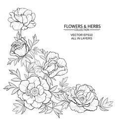 Peonies Royalty Free Vector Image - VectorStock