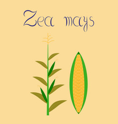 Flat On Background Zea Mays