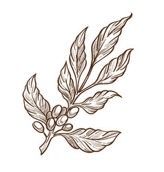 Olive branches and cocoa beans isolated sketches Vector Image