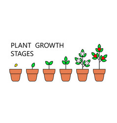 Plant growth stages infographics planting fruits Vector Image