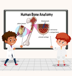 Young Scientist Explaining Human Bone Anatomy