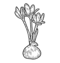 Colchicum Autumnale Sketch Scratch Board