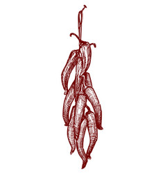 Hand Drawing Of Ripe Spice Red Chilli Pepper