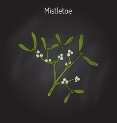 White Mistletoe Viscum Album