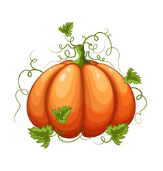 Halloween Pumpkin Isolated On White Background