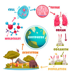 Biological Hierarchy Cartoon Set