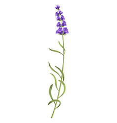 Lavender Purple Lavendar Stems And Blooms Rustic