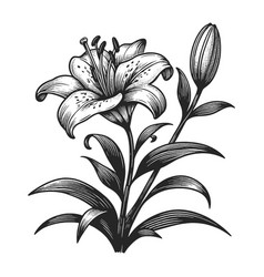 Elegant Lily Flower Engraving