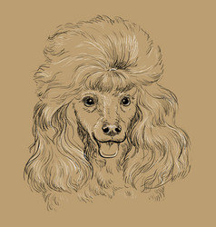 Poodle Dog Close Up Hand Drawing Brown