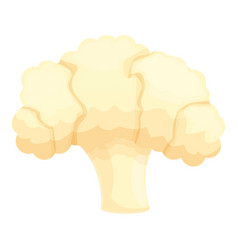 Natural Cauliflower Icon Cartoon Cabbage