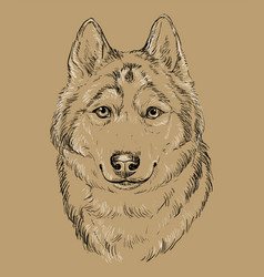 Siberian Husky Close Up Hand Drawing Dog Brown