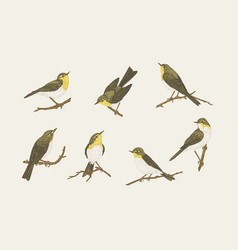 Set With Birds Willow Warblers