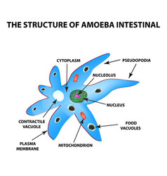 Structure Amoeba Is Intestinal Amebiasis