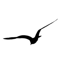 Seagull Fly Silhouette