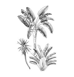 Hand Drawn Of Palm Trees