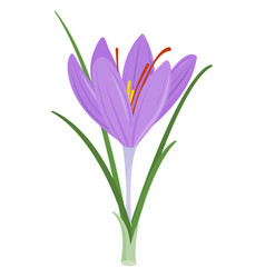 Saffron Crocus Flower