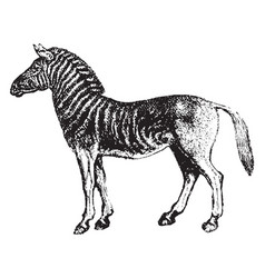 Quagga Vintage