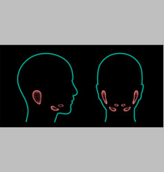 Salivary Gland Concept