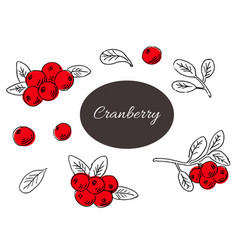 Cranberry Hand Drawn Sketch Outline With Color