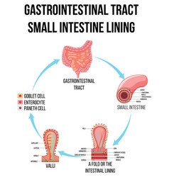 Diagram Showing Gastrointestinal Tract In Small