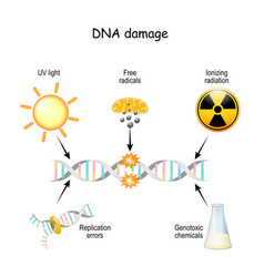 Dna Damage