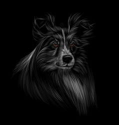 Sheltie Head Portrait On Black Background