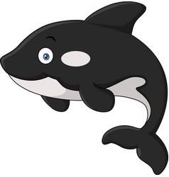 Cute Killer Whale Cartoon On White Background