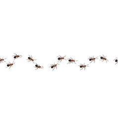 Crawling Ants Bugs Marching At Wall Insect